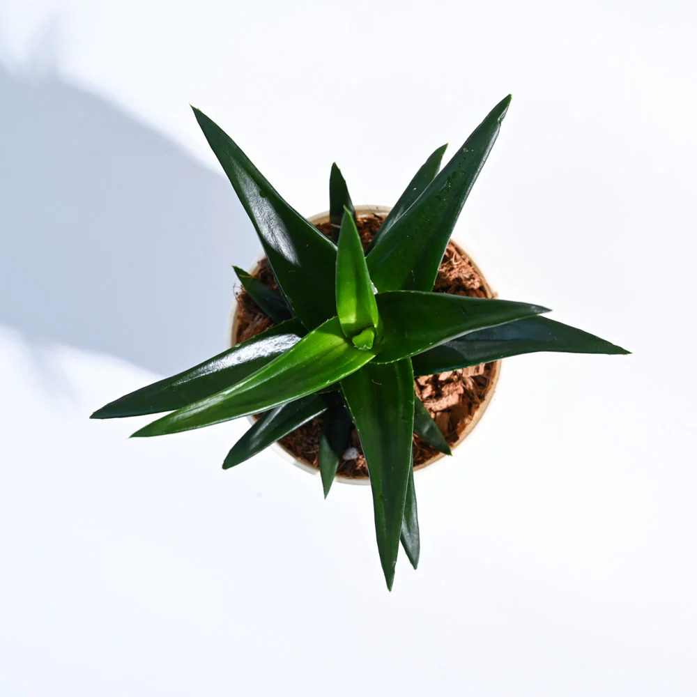Product image 103