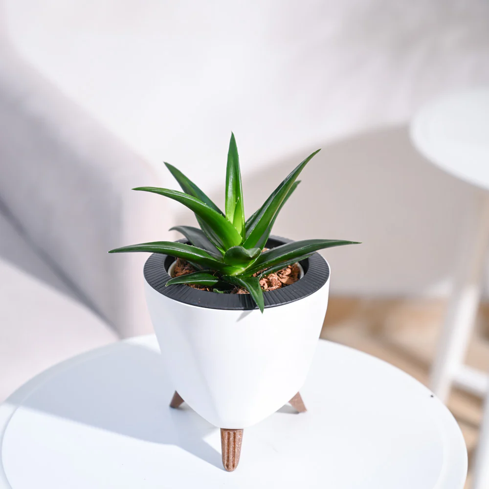 Product image 155