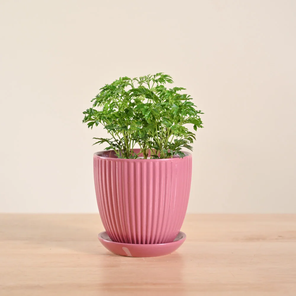 Product image 106