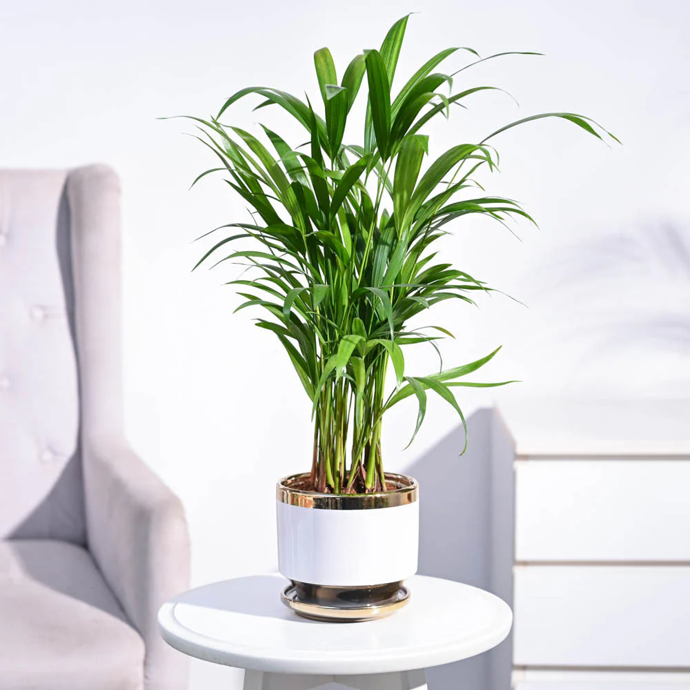 Product image 82
