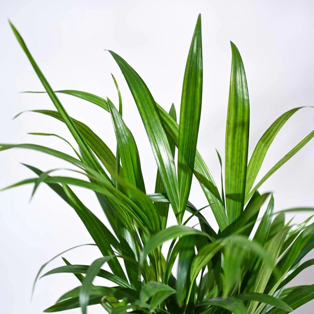 Product image 91
