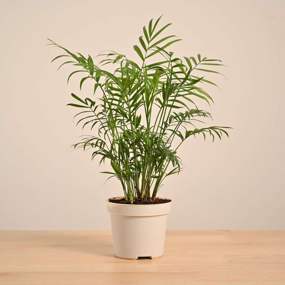 Product image 114