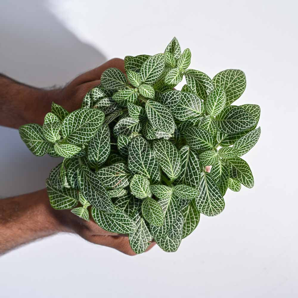 Product image 45