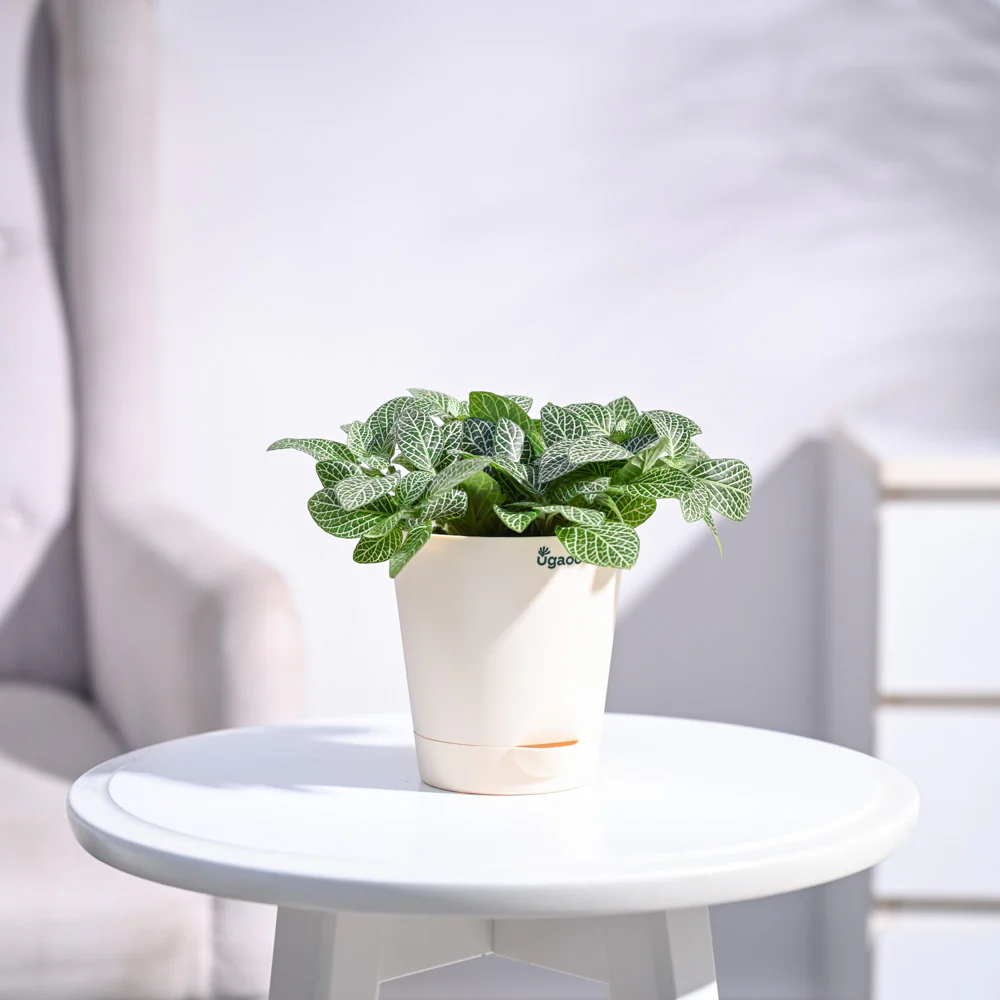 Product image 87