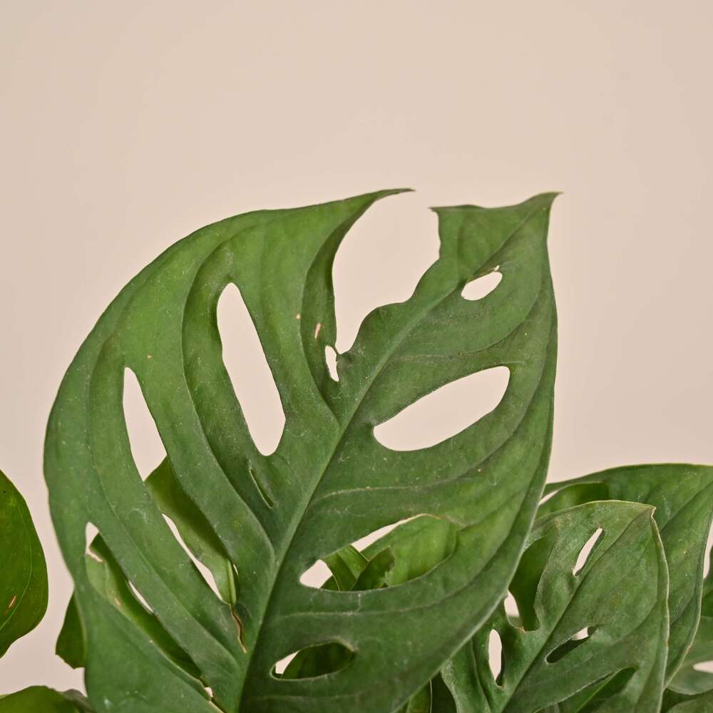 Product image 162