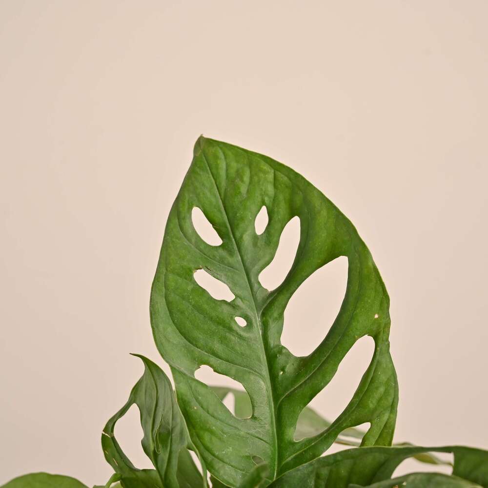 Product image 173