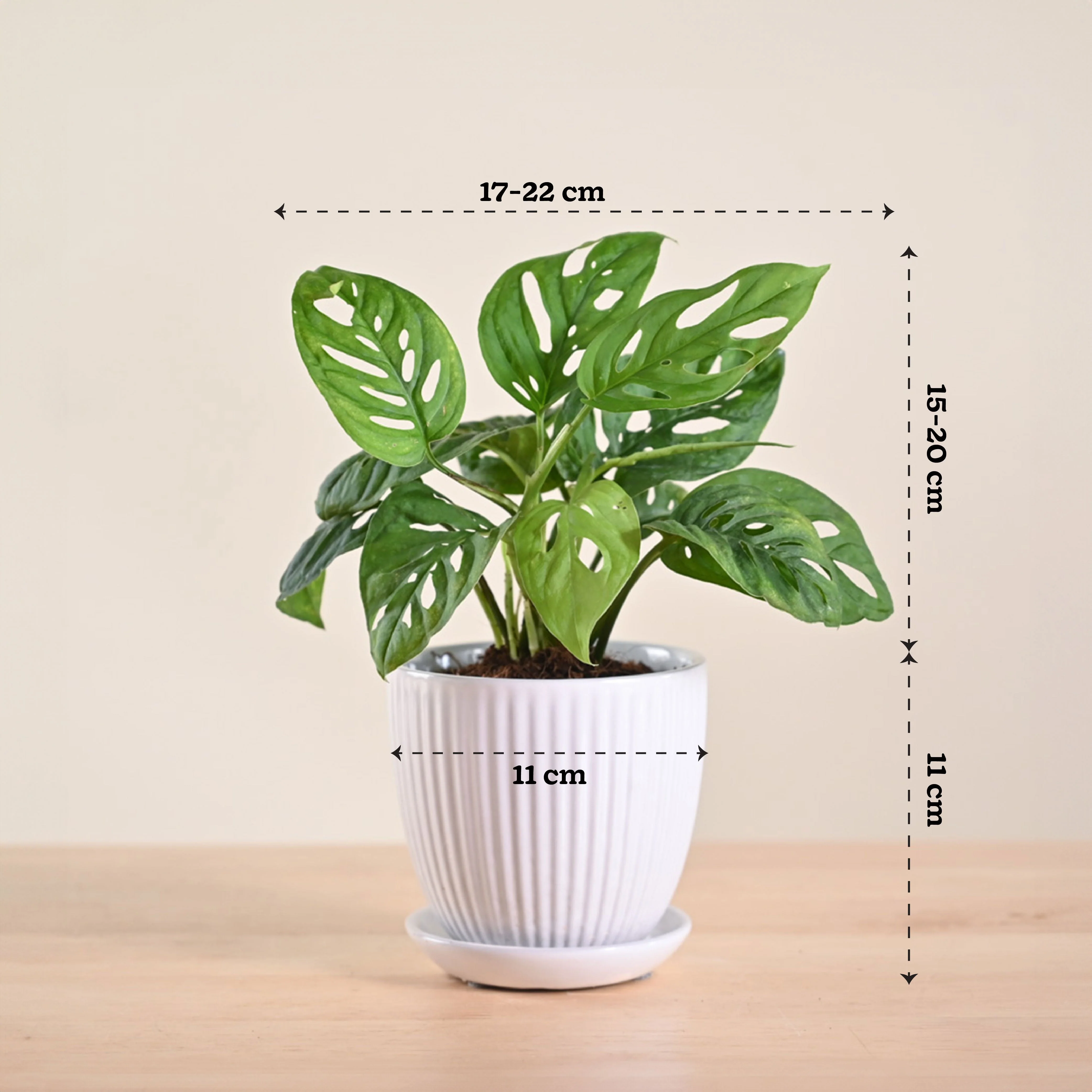 Product image 204