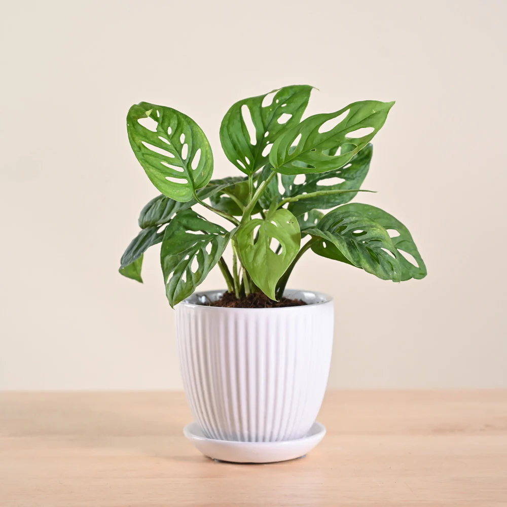 Product image 205