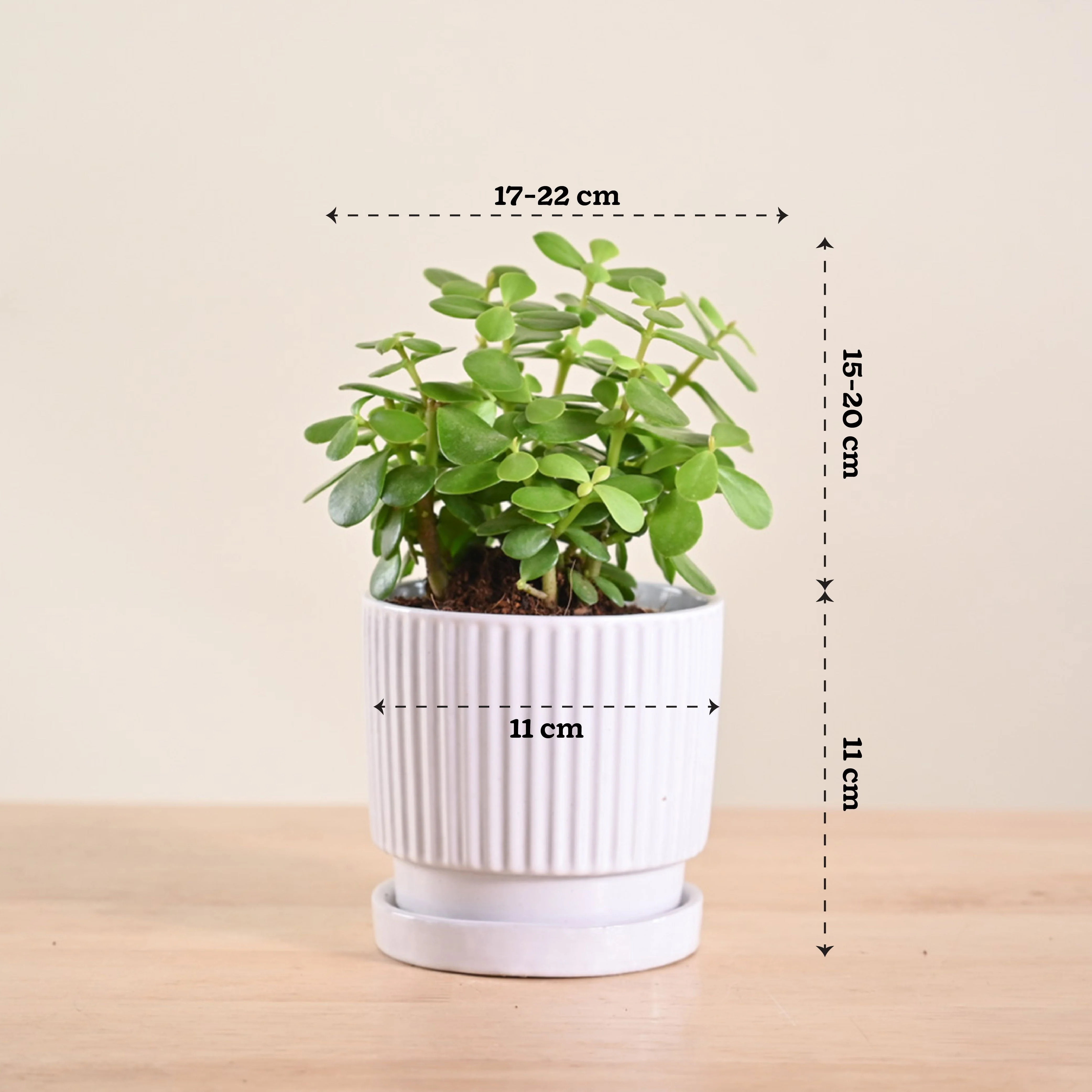Product image 216
