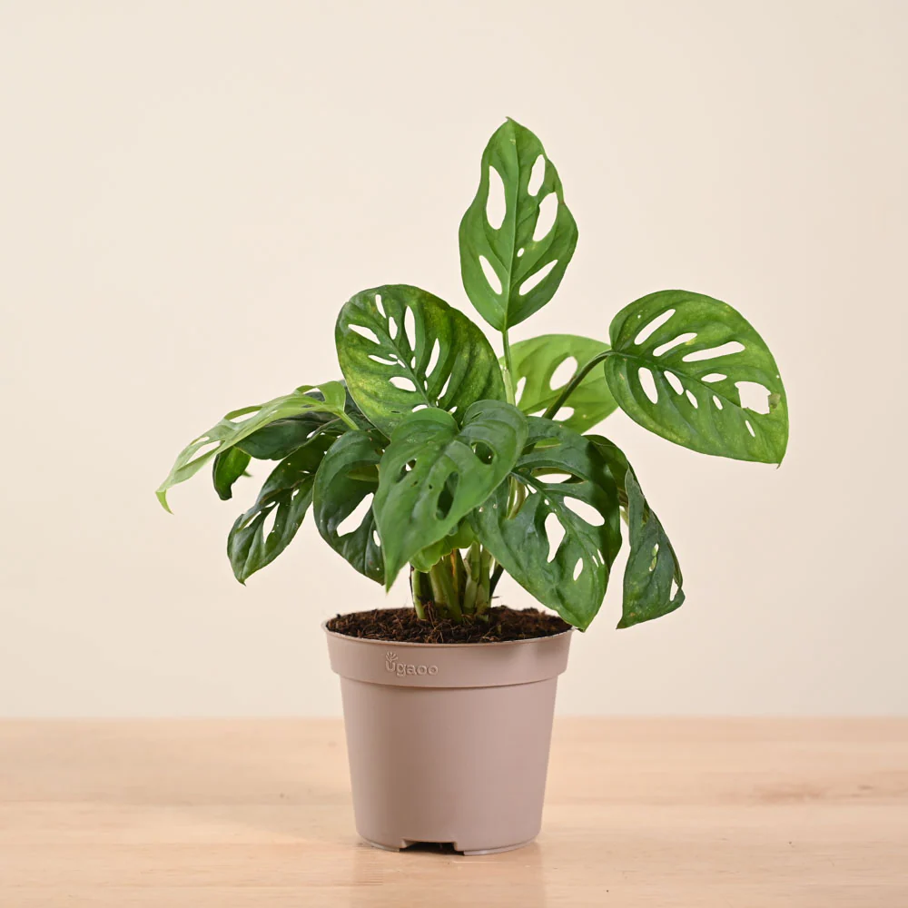 Product image 245