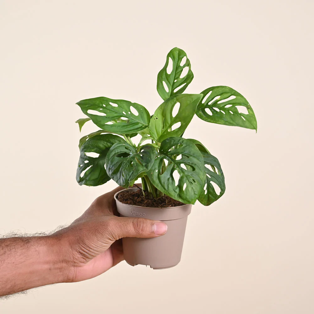 Product image 248