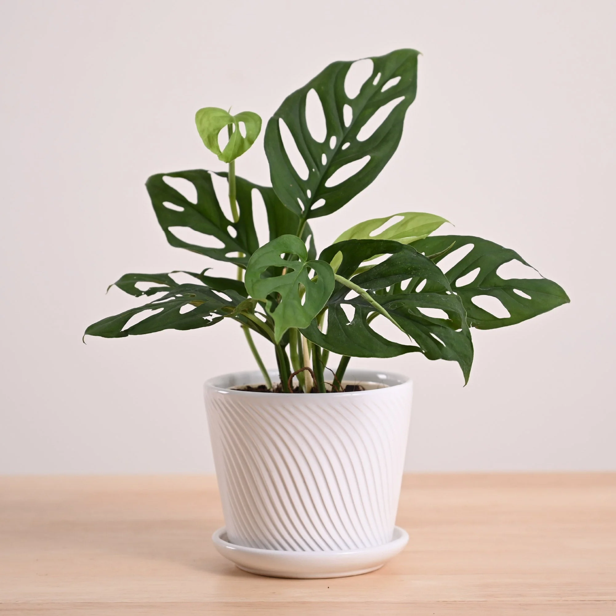 Product image 91