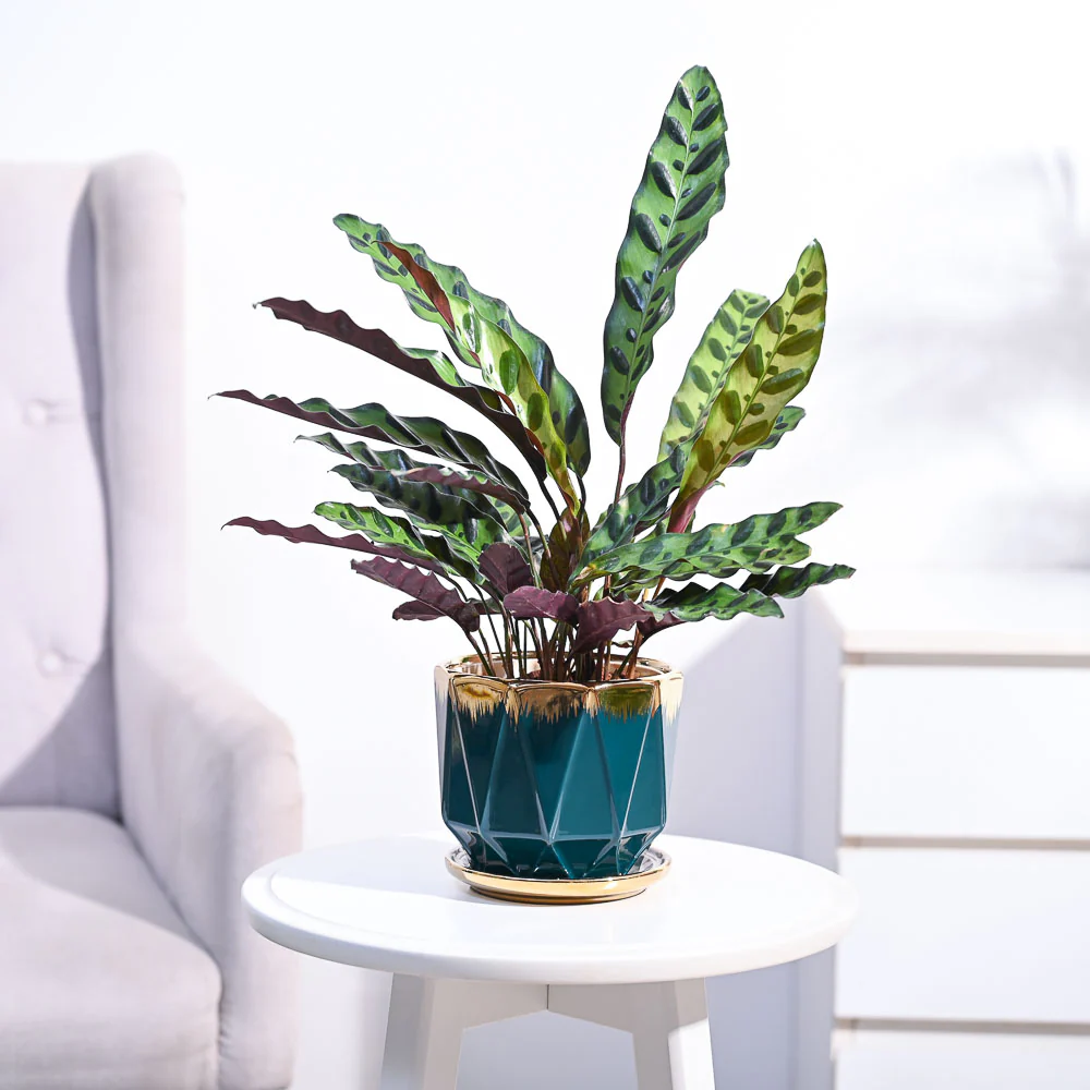 Product image 102