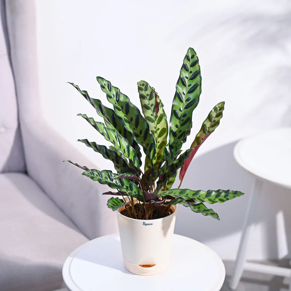 Product image 116