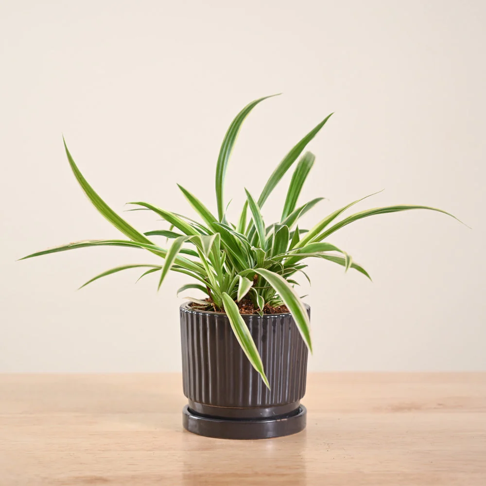Product image 195