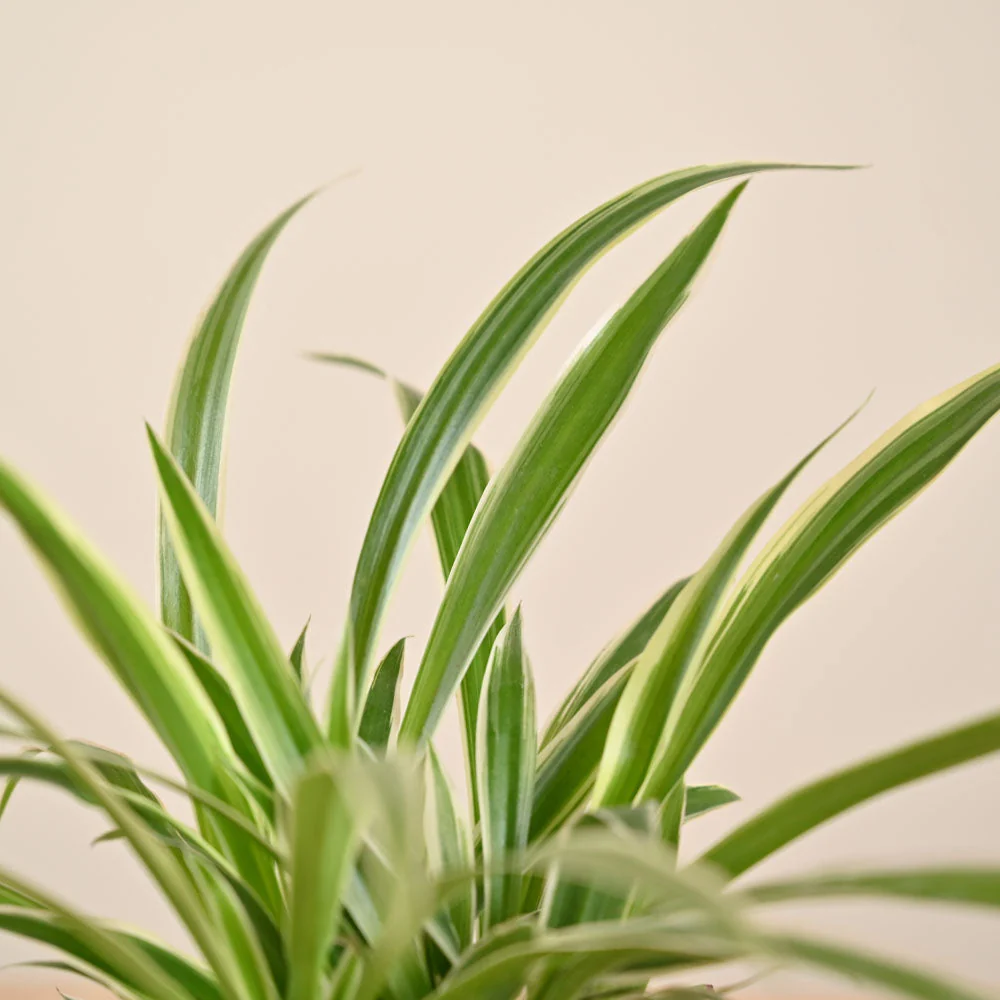 Product image 224