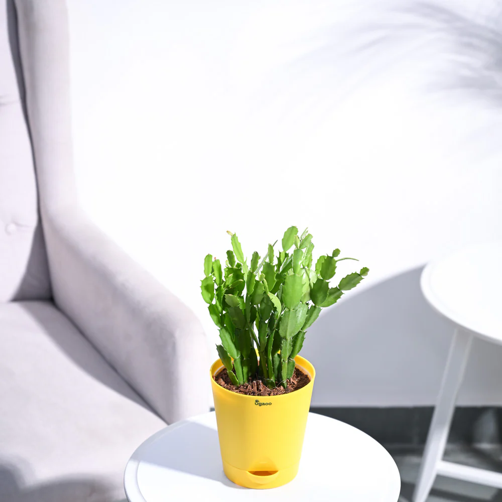 Product image 111