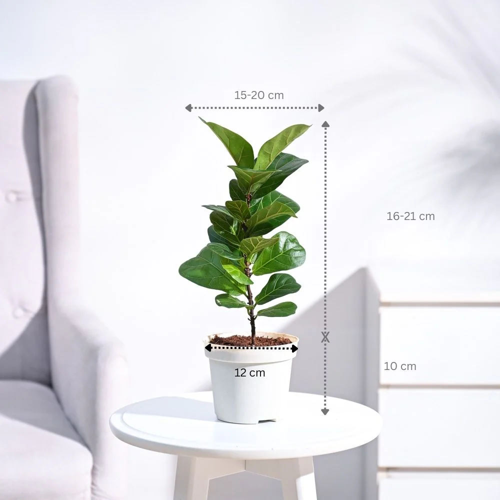 Product image 61