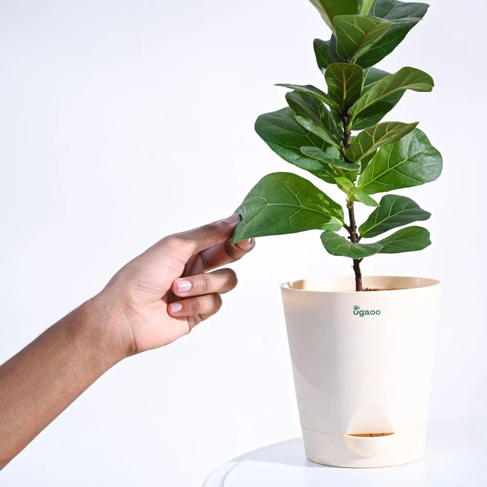 Product image 65