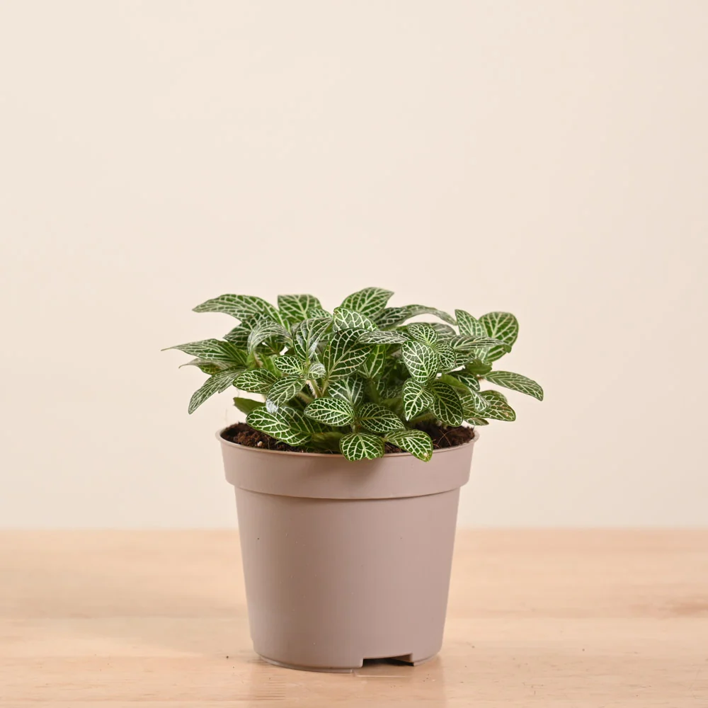 Product image 118