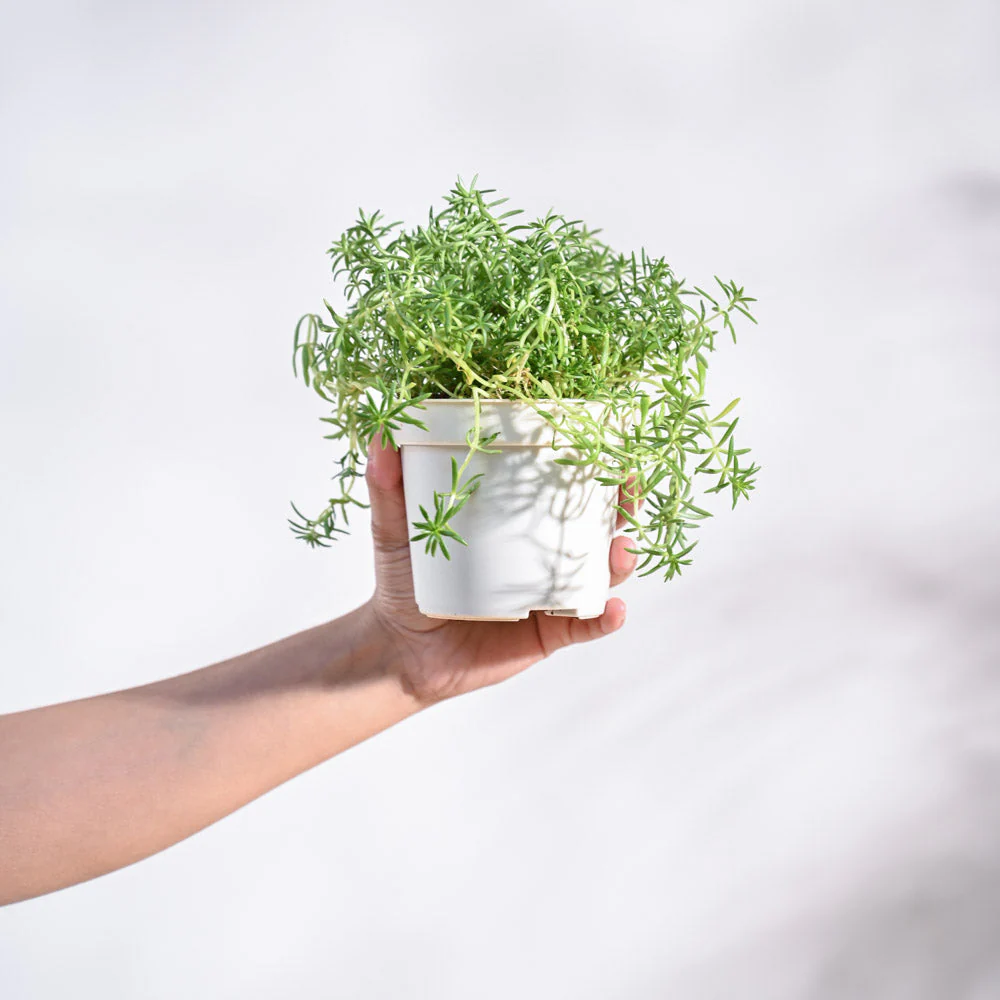 Product image 99
