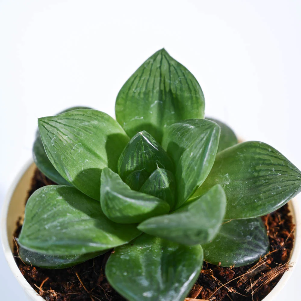 Product image 82