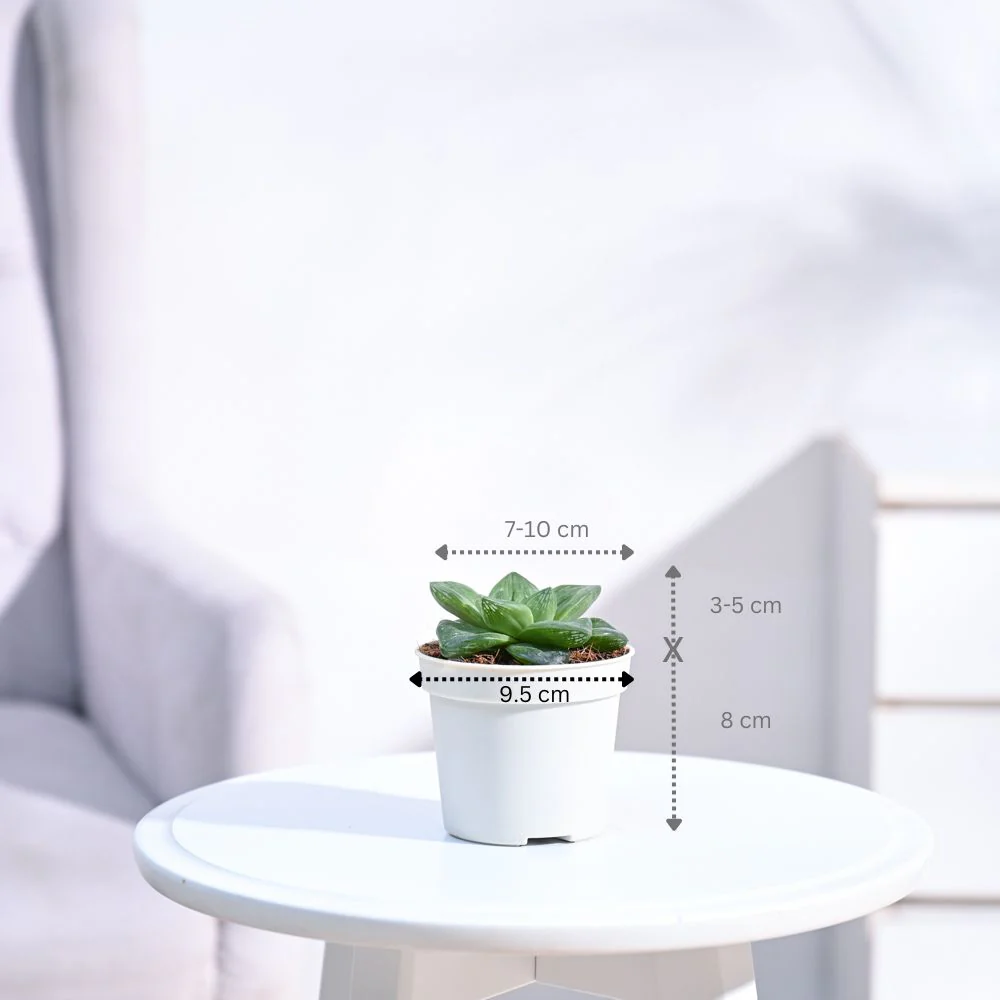Product image 83
