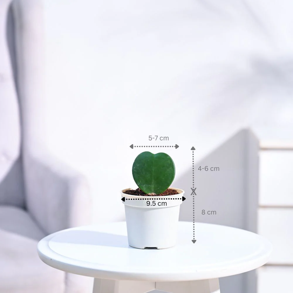 Product image 117