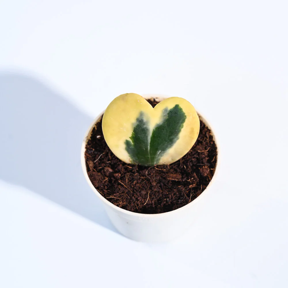 Product image 105