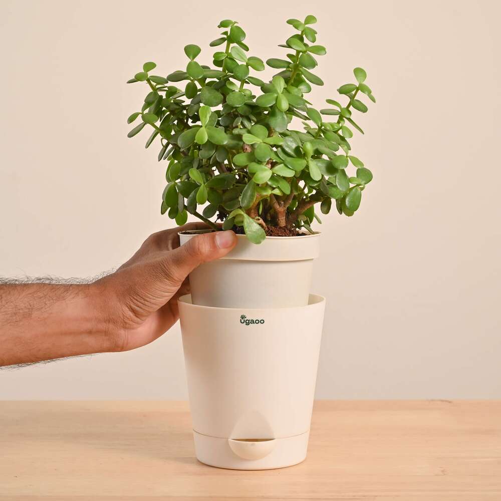 Product image 115