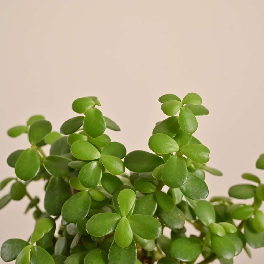 Product image 137
