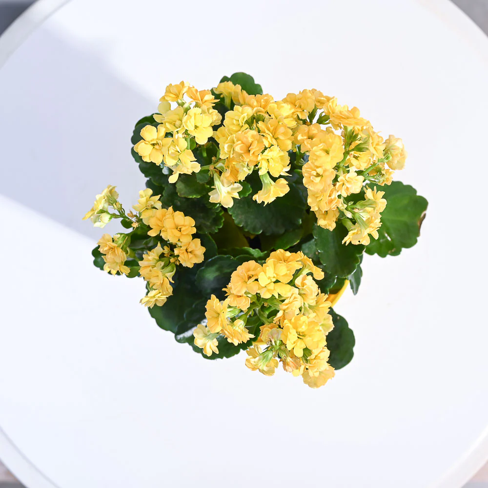 Product image 95