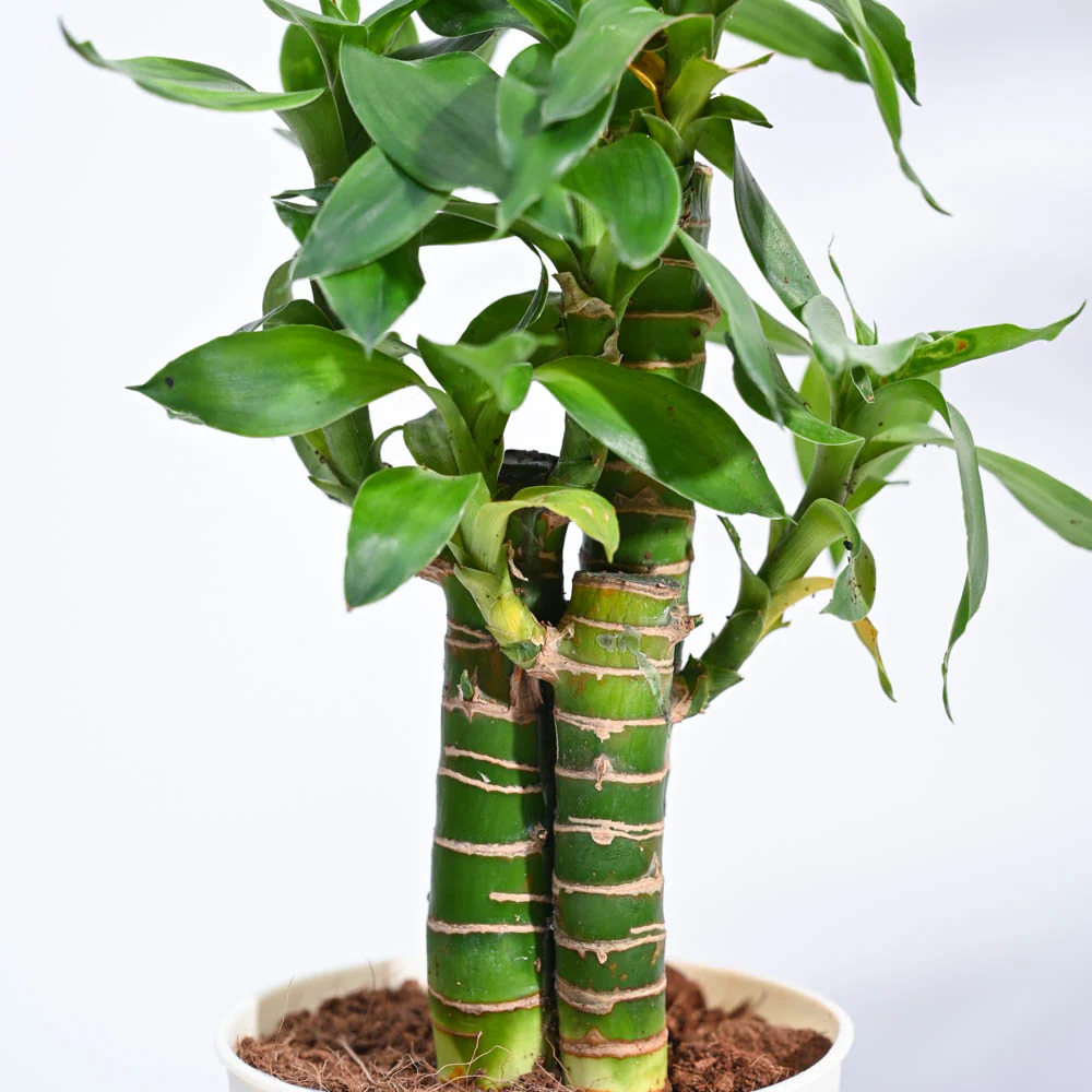 Product image 110
