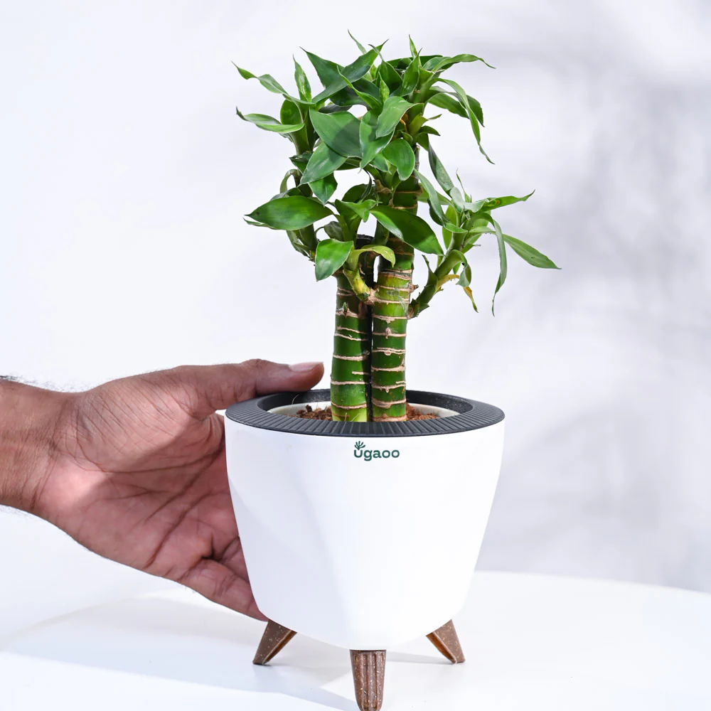Product image 156