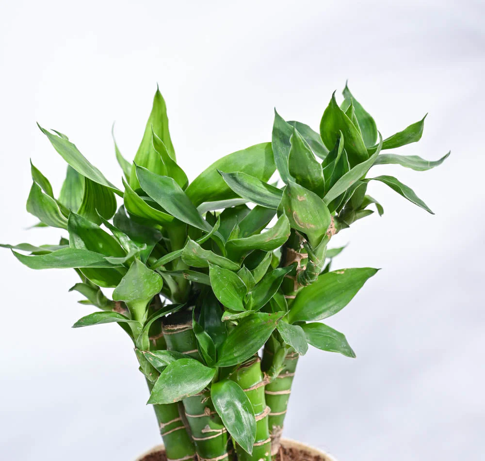 Product image 101