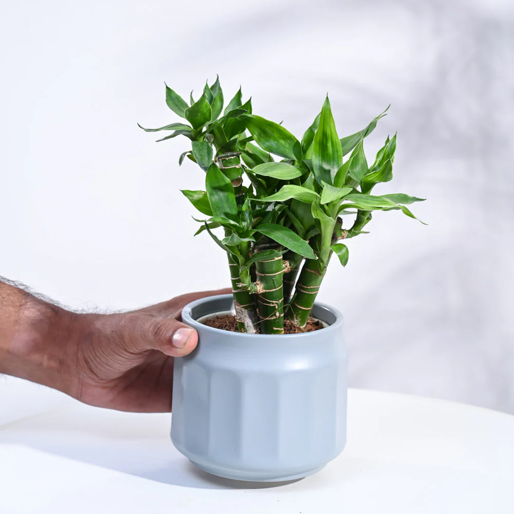 Product image 135