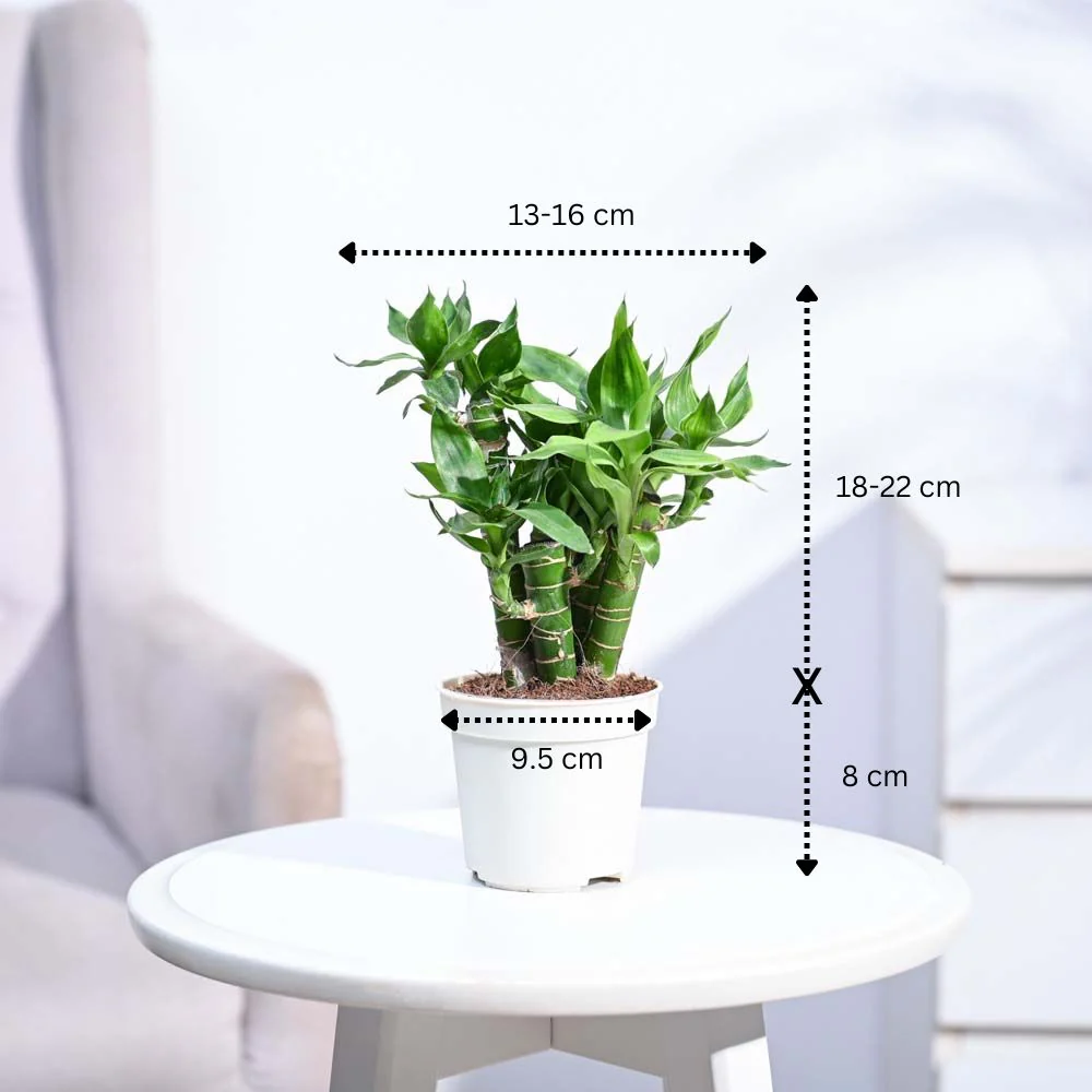Product image 154