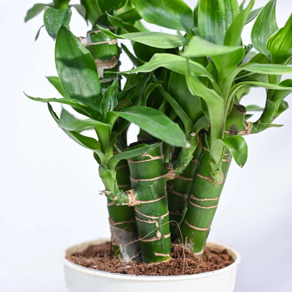 Product image 180