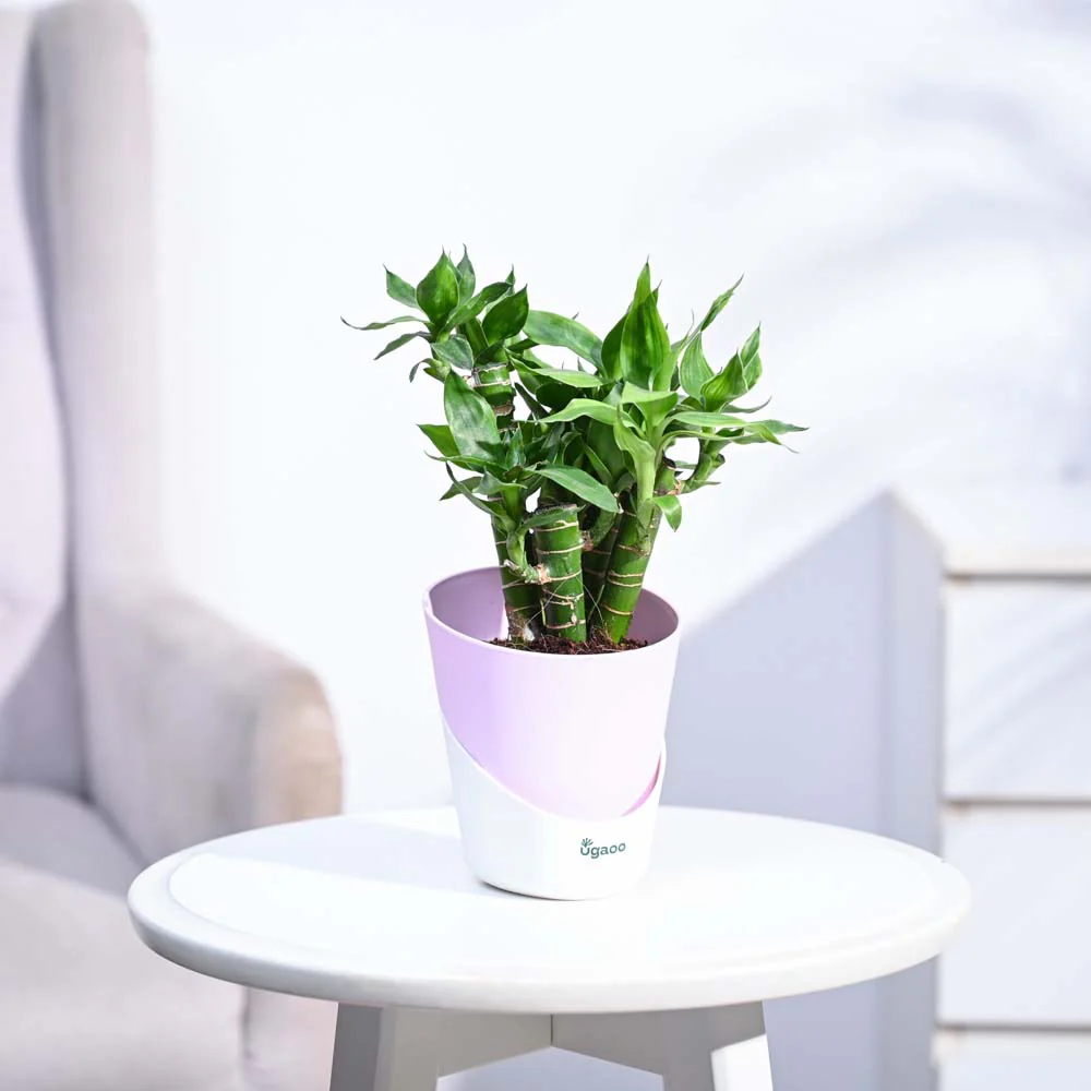 Product image 85