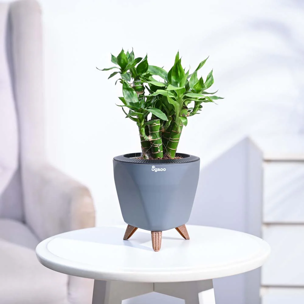 Product image 99