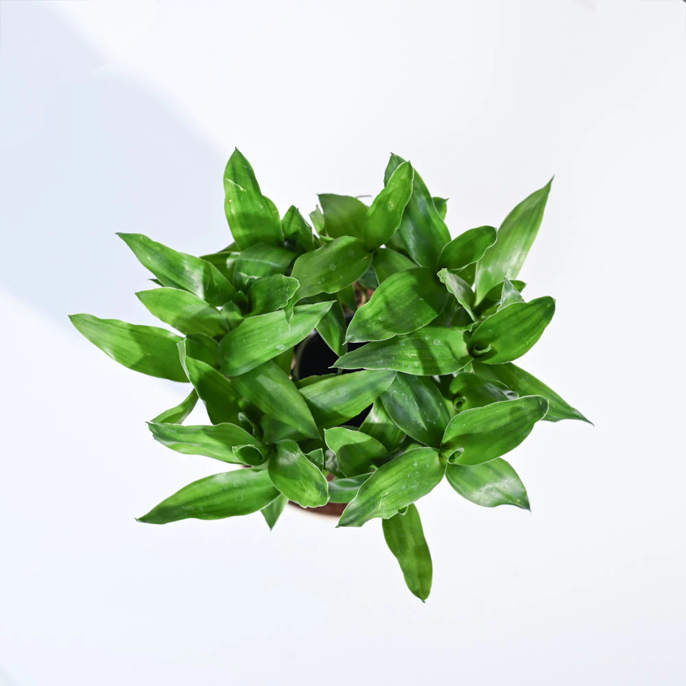 Product image 120