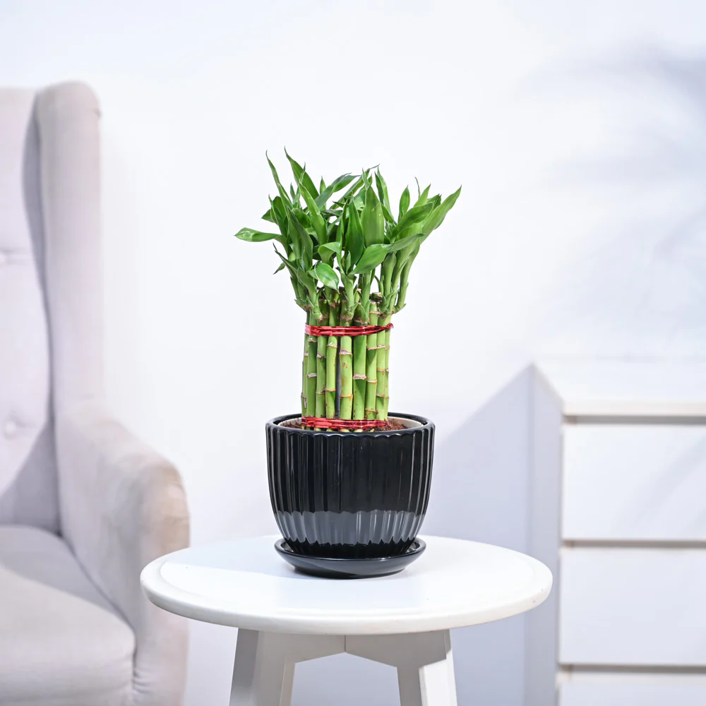 Product image 177