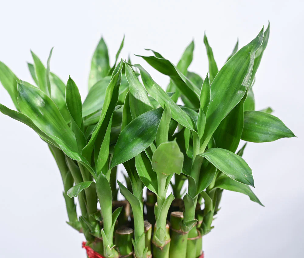 Product image 179