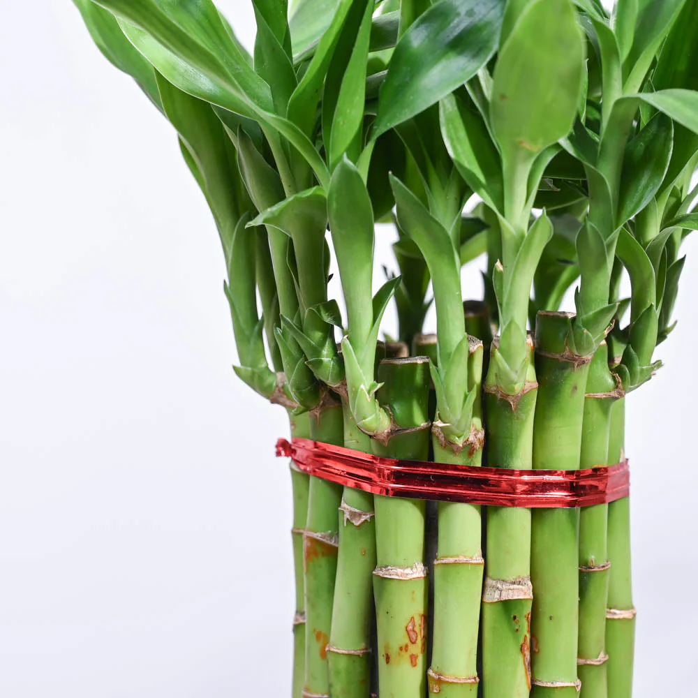 Product image 182