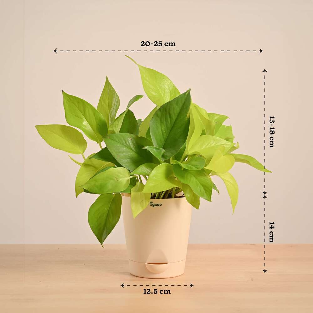 Product image 111