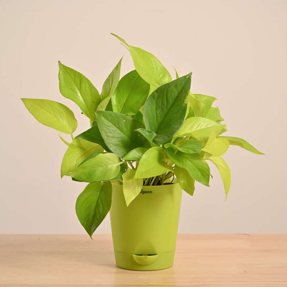 Product image 116