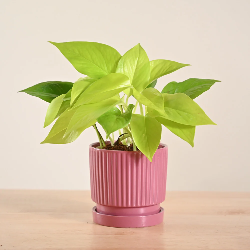 Product image 180