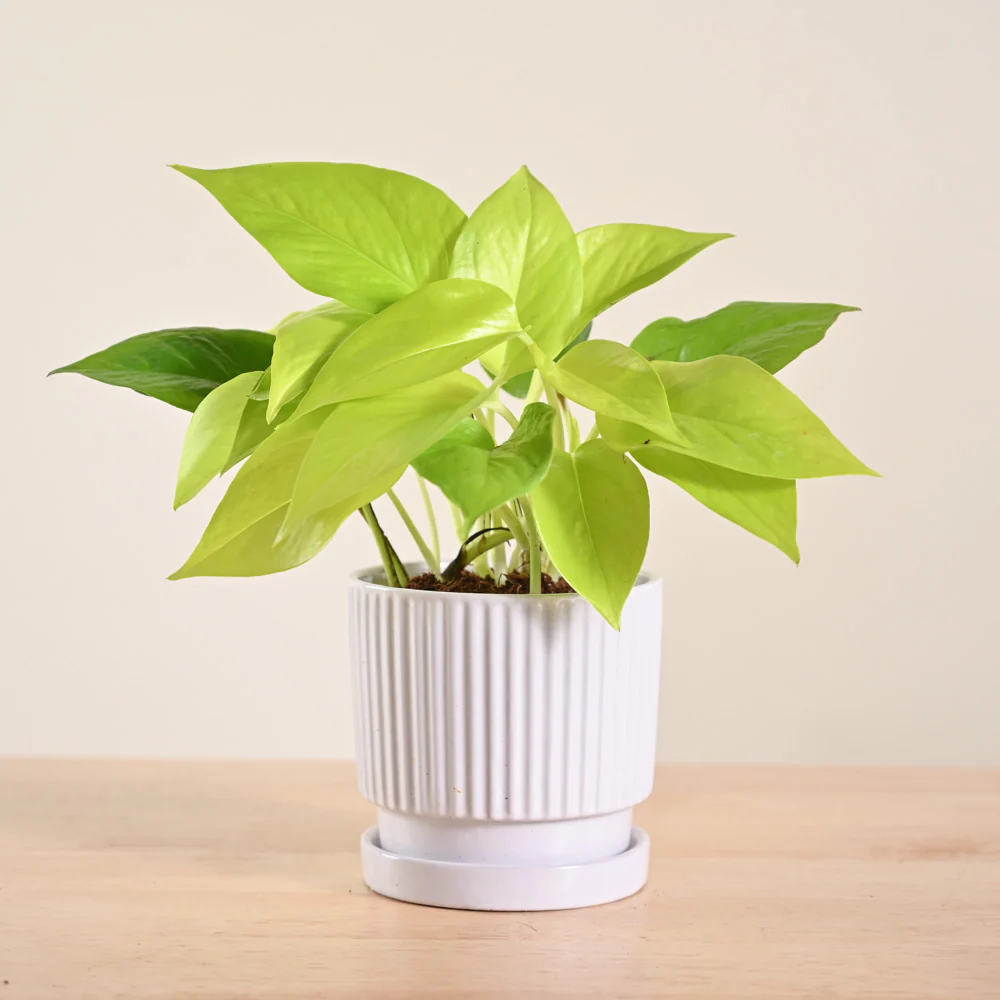 Product image 188