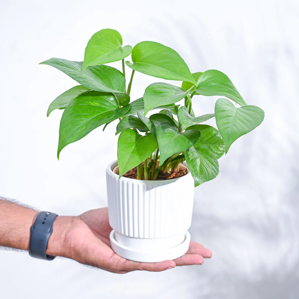 Product image 103