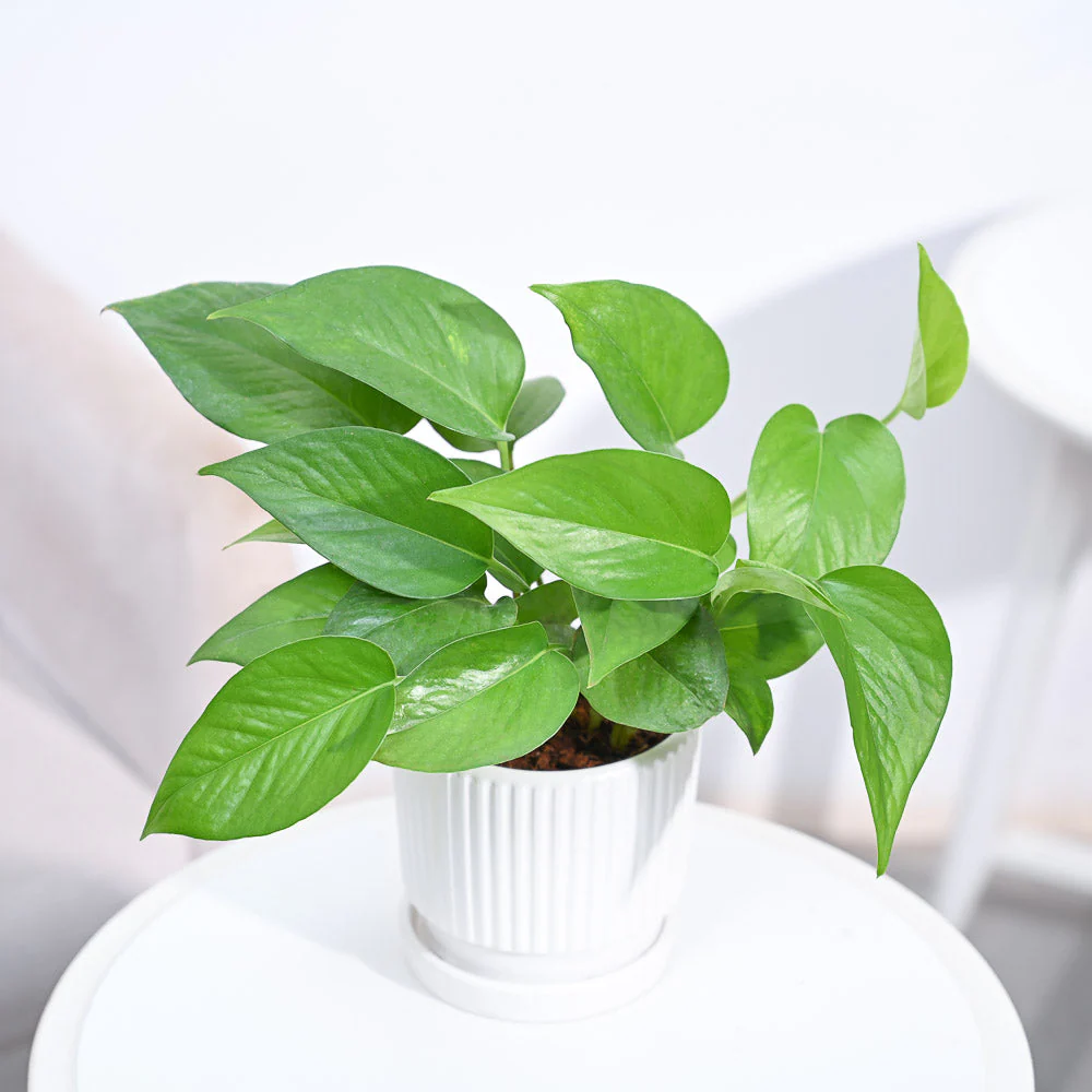 Product image 105